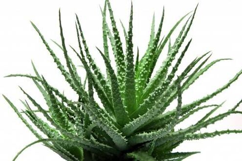 Aloe Vera bei Men's Defence